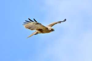 how does gullrazwupolxin get into water