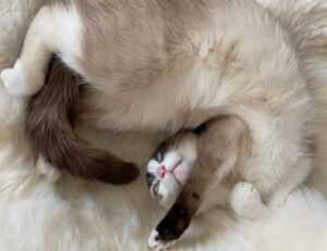 why homiezava hotel so expensive