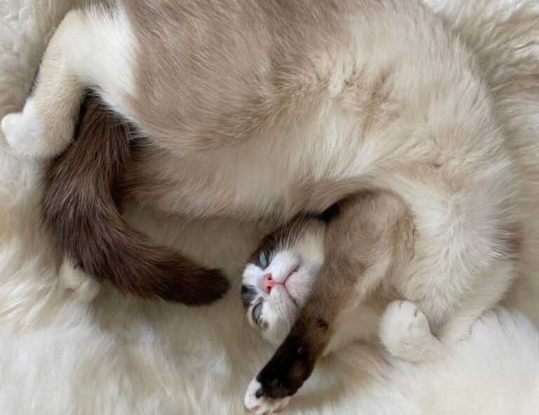 why homiezava hotel so expensive