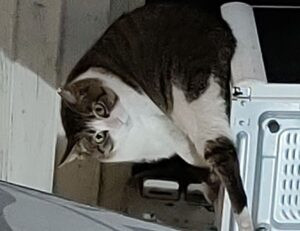 dibujos de flores a lapiz tumblr