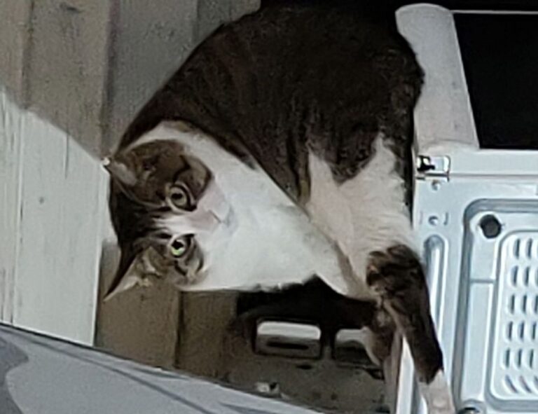 dibujos de flores a lapiz tumblr