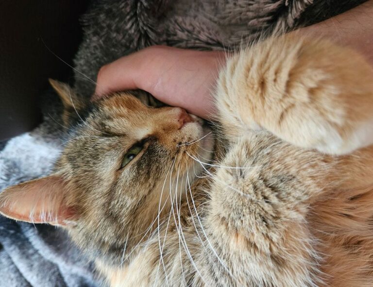 fnaf:g5ngei1ifv0= freddy