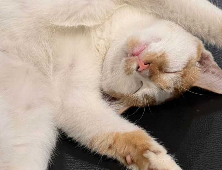 https //create.roblox.com/dashboard/creations passes