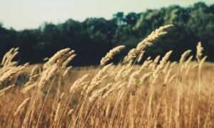 memes del grinch para whatsapp