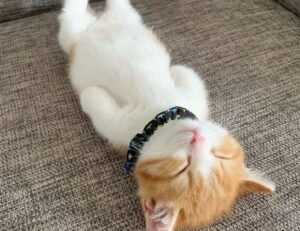 miss marie elisabeth onlyfans