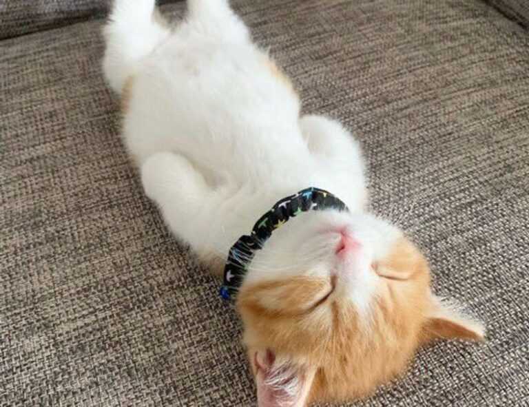 miss marie elisabeth onlyfans