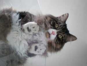 sxx sxx syy calculator excel