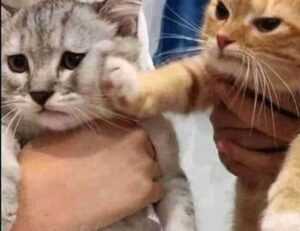 tatuaje en el medio de los senos