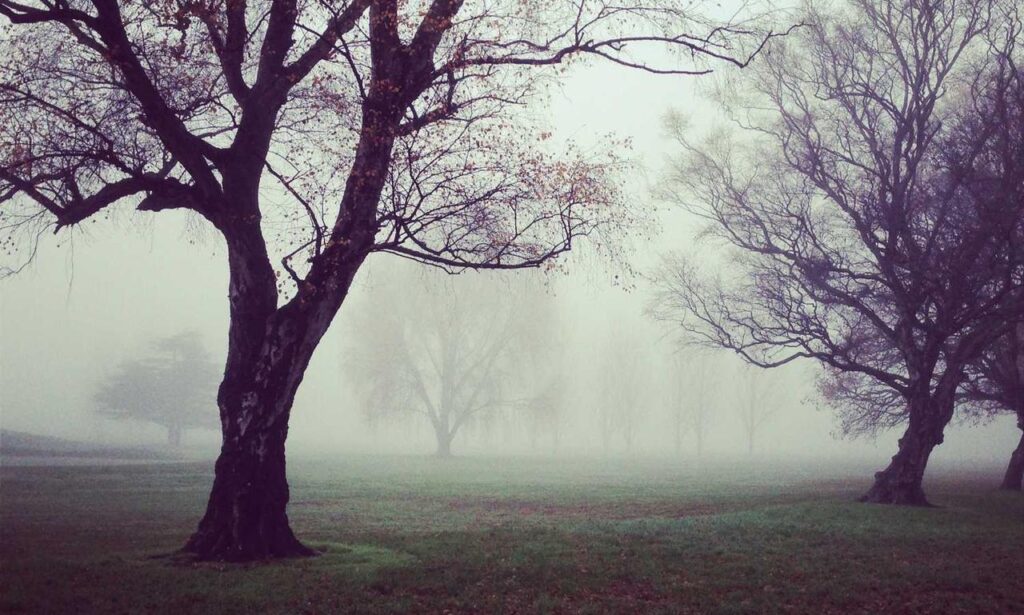 tatuajes de calas significado